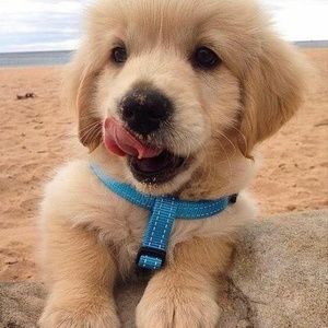 Meet your Posher, Luz